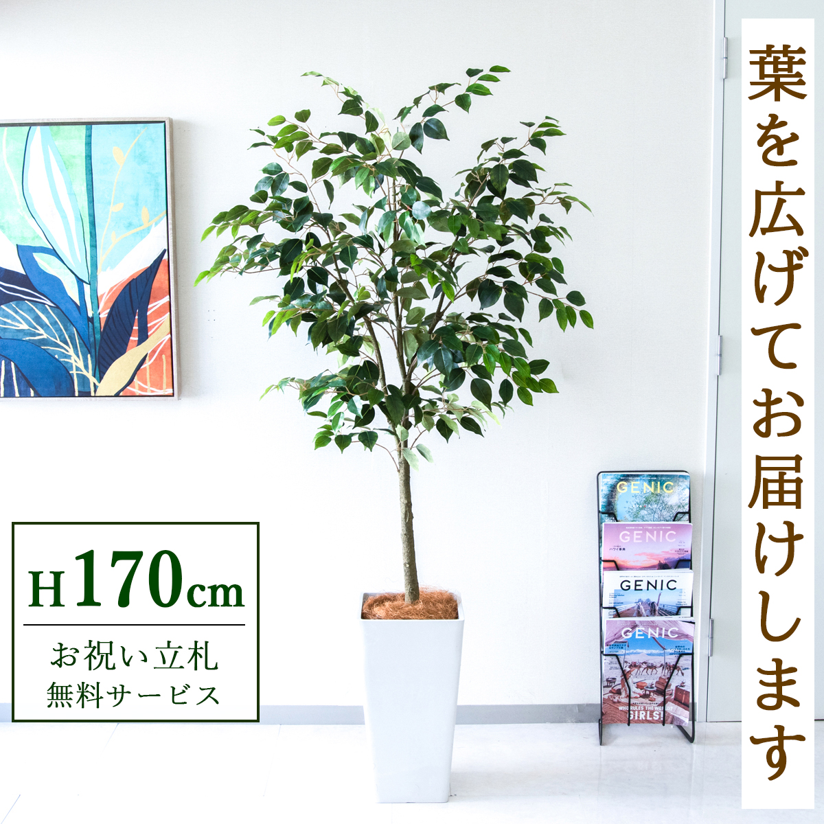 【すぐ飾れる】 フェイクグリーン フィカス ベンジャミン 170cm  大型 鉢付き / 法人・開店祝い 店舗・オフィス装飾 空間演出 立札無料・造花/PG1012-Q25WH