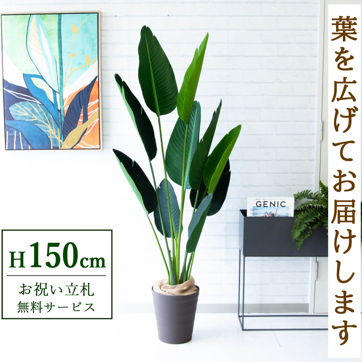 【すぐ飾れる】 フェイクグリーン オーガスタ 150cm 鉢付き / 法人・開店祝い 店舗・オフィス装飾 空間演出 立札無料・造花/PG208-B240BR