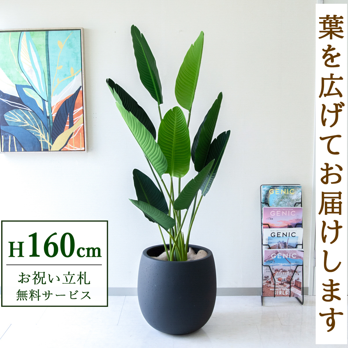 【すぐ飾れる】 フェイクグリーン オーガスタ 160cm  鉢付き / 法人・開店祝い 店舗・オフィス装飾 空間演出 立札無料・造花/PG208-BAL42BK