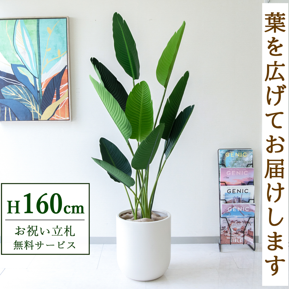 【すぐ飾れる】 フェイクグリーン オーガスタ 160cm  鉢付き / 法人・開店祝い 店舗・オフィス装飾 空間演出 立札無料・造花/PG208-CHC33IV