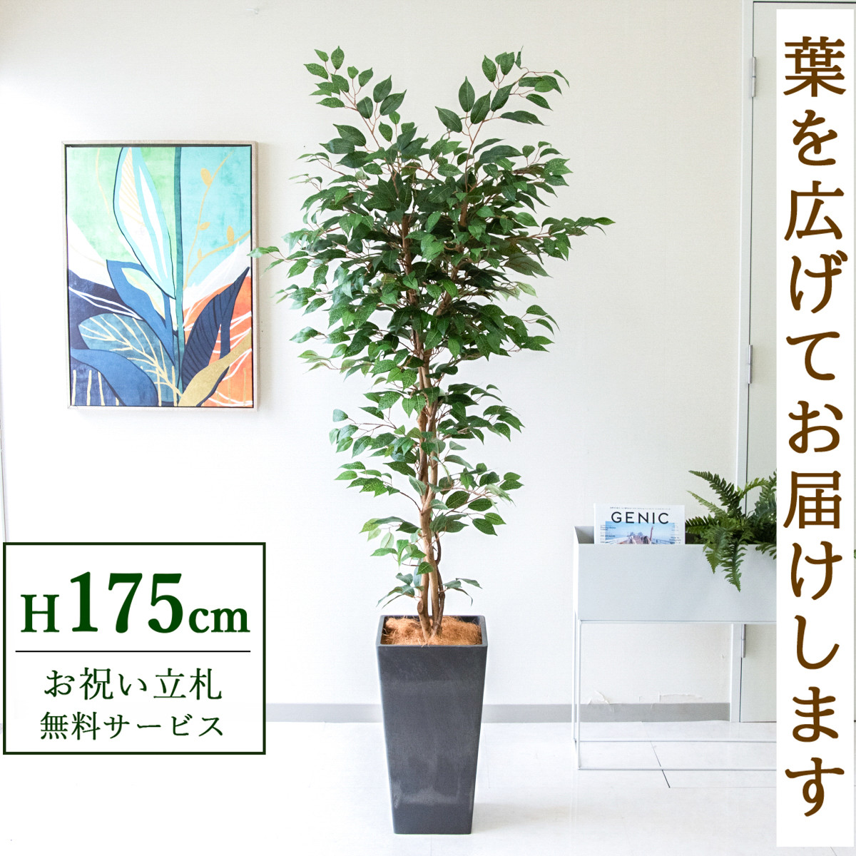 【すぐ飾れる】 フェイクグリーン フィカス ベンジャミン 175cm 大型 鉢付き / 法人・開店祝い 店舗・オフィス装飾 空間演出 立札無料・造花/PG245-Q25BK