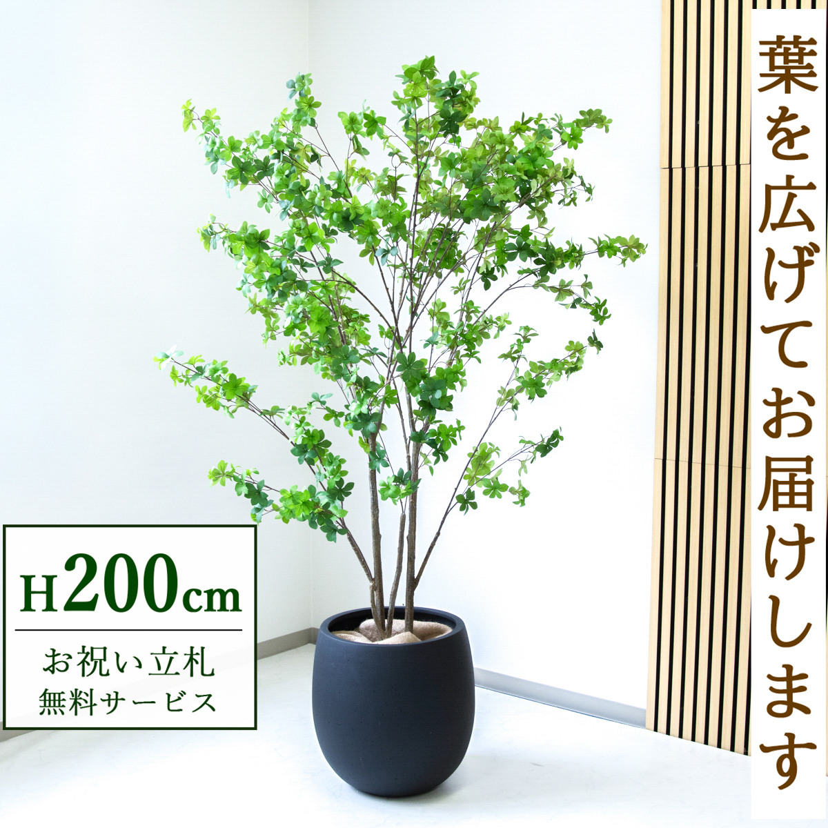 【すぐ飾れる】 フェイクグリーン ドウダンツツジ 200cm  大型 鉢付き / 法人・開店祝い 店舗・オフィス装飾 空間演出 立札無料・造花/PG261-BAL42BK