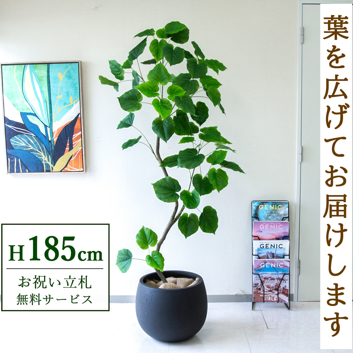 【すぐ飾れる】 フェイクグリーン フィカス ウンベラータ 185cm  大型 鉢付き / 法人・開店祝い 店舗・オフィス装飾 空間演出 立札無料・造花/PG262-D42BK