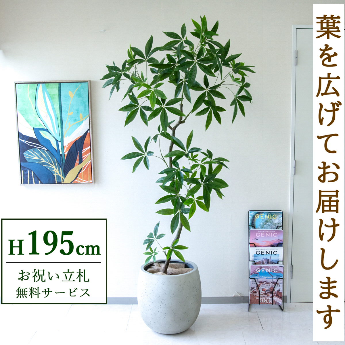 【すぐ飾れる】 フェイクグリーン パキラ 195cm  大型 鉢付き / 法人・開店祝い 店舗・オフィス装飾 空間演出 立札無料・造花/PG263-BAL42IV