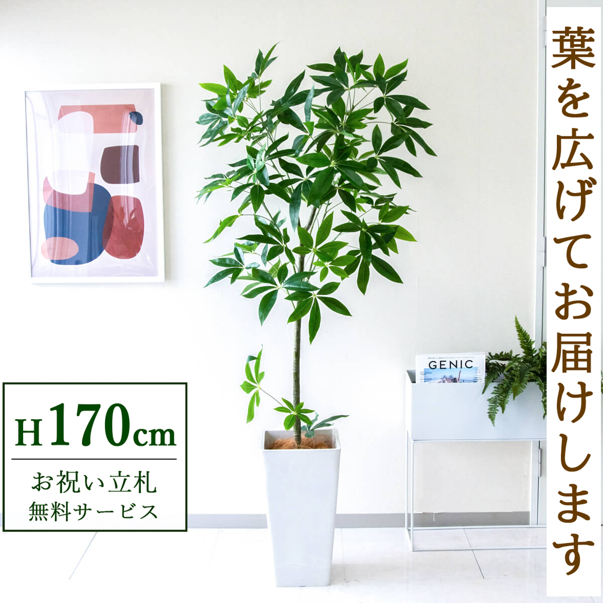 【すぐ飾れる】 フェイクグリーン パキラ 170cm  大型 鉢付き / 法人・開店祝い 店舗・オフィス装飾 空間演出 立札無料・造花/PG265-Q25WH