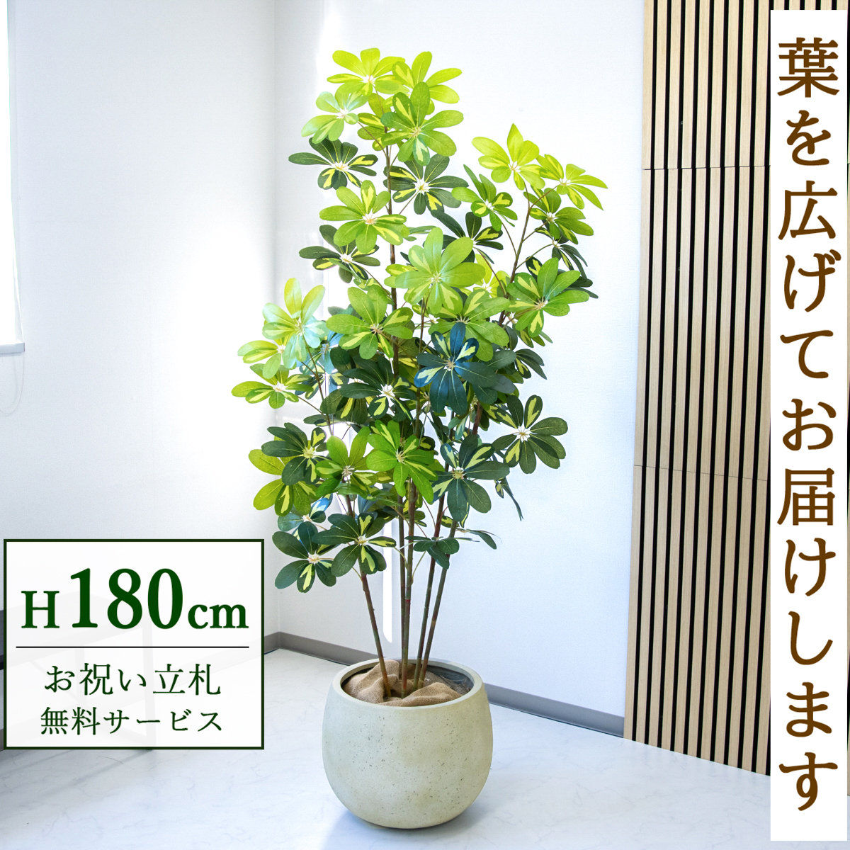 【すぐ飾れる】 フェイクグリーン シェフレラ カポック 180cm  大型 鉢付き / 法人・開店祝い 店舗・オフィス装飾 空間演出 立札無料・造花/PG283-D42IV