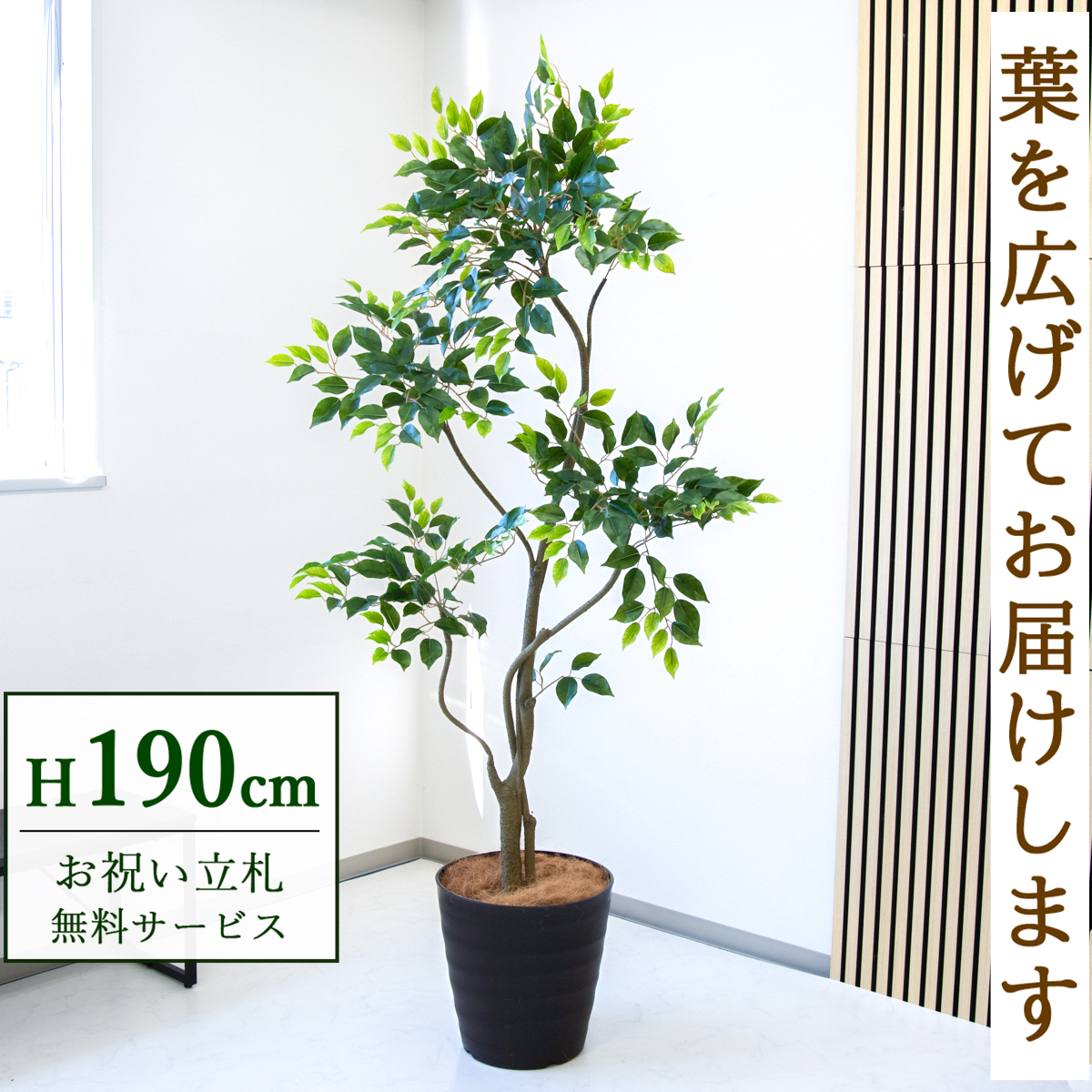 【すぐ飾れる】 フェイクグリーン フィカス ベンジャミン 190cm  大型 鉢付き / 法人・開店祝い 店舗・オフィス装飾 空間演出 立札無料・造花/PG284-M36DB