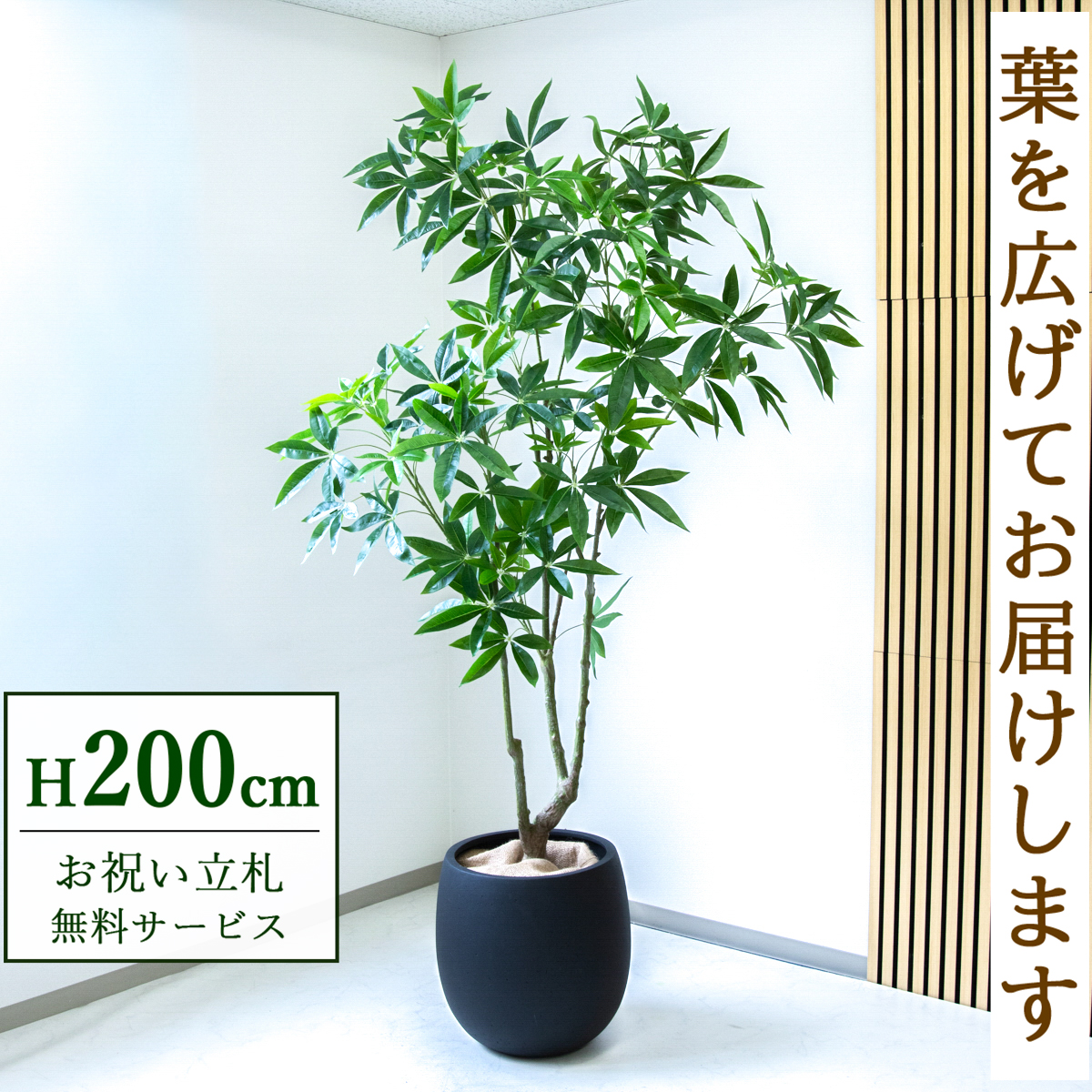 【すぐ飾れる】 フェイクグリーン パキラ 200cm  大型 鉢付き / 法人・開店祝い 店舗・オフィス装飾 空間演出 立札無料・造花/PG286-BAL42BK