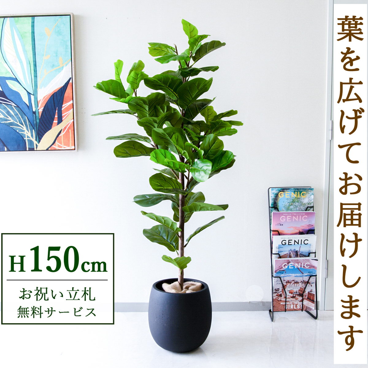 【すぐ飾れる】 フェイクグリーン フィカス カシワバゴム 150cm  鉢付き / 法人・開店祝い 店舗・オフィス装飾 空間演出 立札無料・造花/PG293-BAL30BK