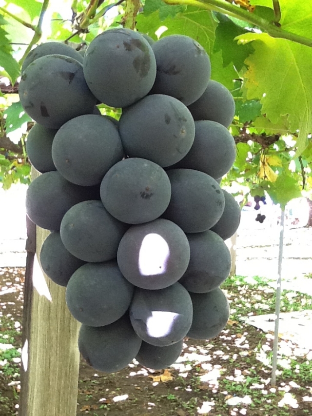 ぶどう ふじみのり たいほう 農家直送 おすそ分け品 山梨県産 贈答品