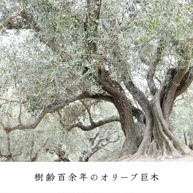 100年オイル せとのめぐみ 小豆島産100% エキストラ バージンオリーブオイル 2020年度