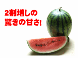 2割増しの甘さ姫まくらすいか