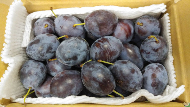 青森県産・プルーン１キロ満杯詰め