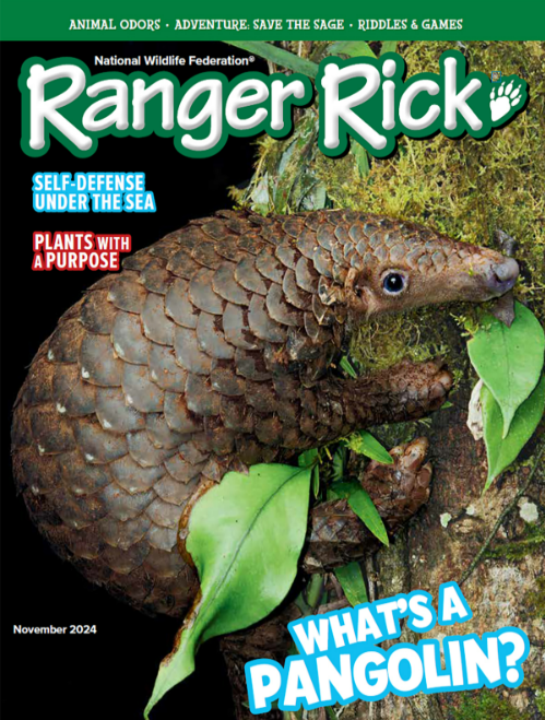 Ranger Rick Jr　レンジャーリックジュニア