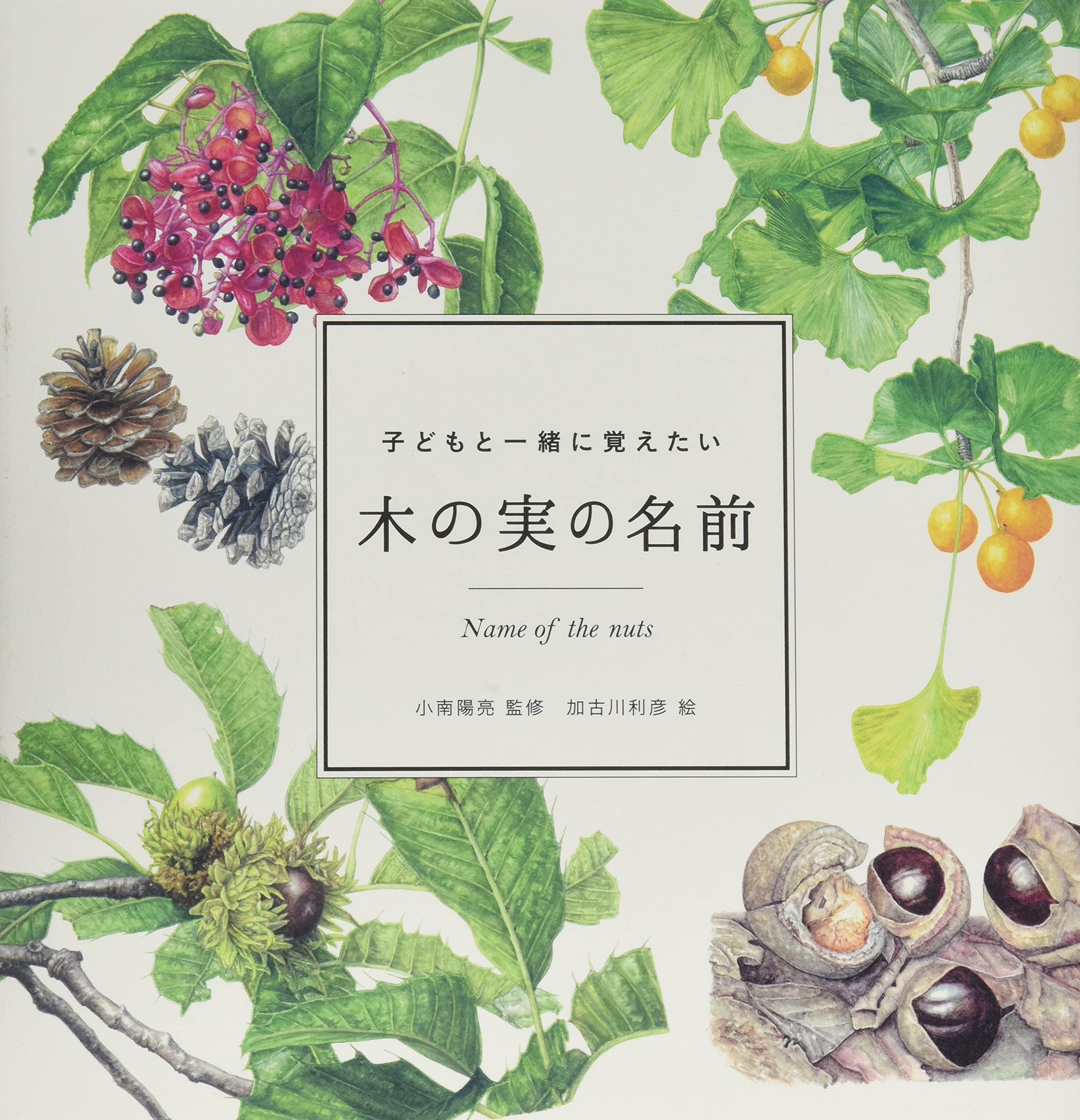 子どもと一緒に覚えたい木の実の名前