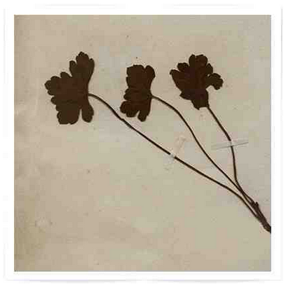 TRIO / AKIRA KOSEMURA　小瀬村 晶　コンサートシングル