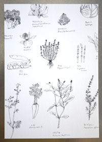 大神慶子ポストカード