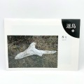 伊藤昭一撮影編集「迷鳥＋ 8号 鳥が見つける」