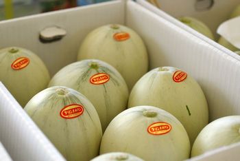 プリンスメロン通販 山形産。庄内砂丘メロンを販売取寄。お中元ギフトに 約6玉〜約12玉