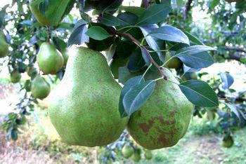 お歳暮シルバーベル通信販売 山形県特大西洋梨を販売取寄。約5ｋｇ 約7玉〜約16玉