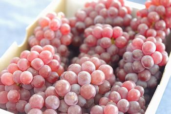 デラウェア葡萄通販 山形産。お中元・暑中見舞いに山形ぶどうを販売取寄。 2ｋｇ