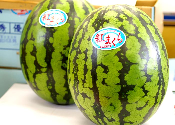 紅まくらスイカ通販 お中元ギフト西瓜・残暑お見舞いに L〜4L 1玉入　神奈川・山形・他産地