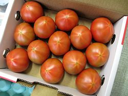 アメーラトマト【高糖度とまと】 約10個～約20個 【静岡県産及び長野県産】