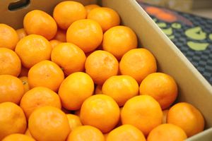 味ピカみかん　Lサイズ　5キロ箱　1ケース 味ピカみかん通信販売 愛媛県川上共選の最上級をお歳暮愛媛
