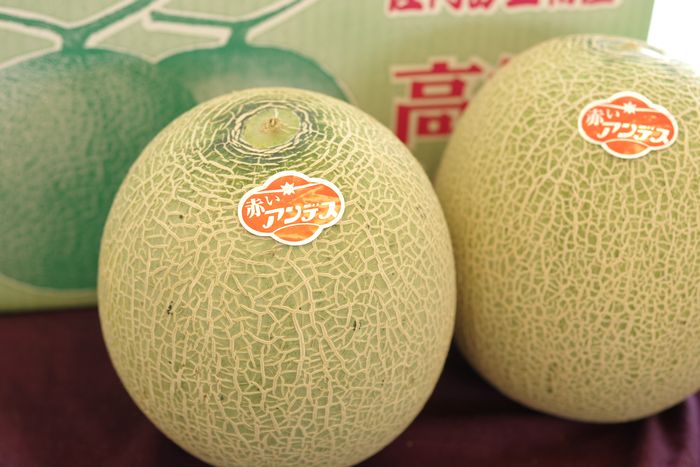 赤いアンデス通販 庄内砂丘アンデスメロン 山形県産