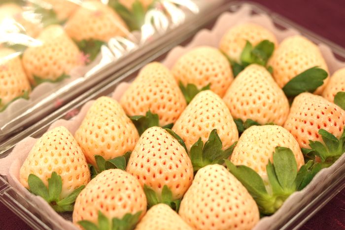 淡雪いちごお歳暮販売　白苺あわゆき通販お取り寄せ 約8粒〜約15粒×2パック入 熊本・他産地★お届けは1月中頃より★　311