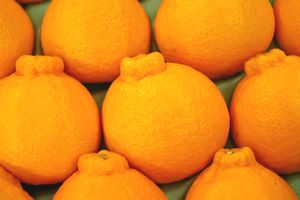 お歳暮デコポン通販 糖度約13度の凸が特徴の柑橘を販売取寄。12月配送中箱　約7玉〜約9玉 熊本・他産地