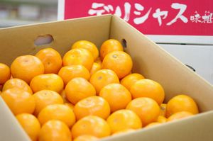 デリシャス13みかん お歳暮熊本みかんに。糖度13度以上！5kg Ｓ〜Ｌ