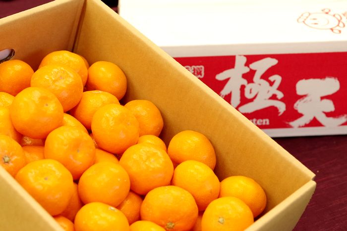 紀南の木熟みかん 極天(ごくてん) 和歌山県産をお歳暮みかんに。