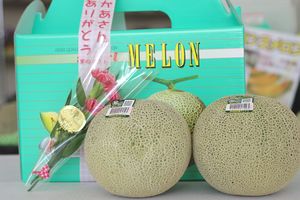 母の日メロンギフト販売 茨城産約糖度14度のめろんをプレゼントに。カーネーション付き。2玉