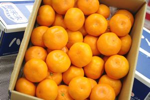 ハイグレードみかん通信販売 ＪＡ夢未来みかんの最高峰をお歳暮熊本みかんに 糖度14度以上 約4ｋｇ