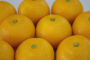 由良の木成りはっさく及び五月八朔（さつきはっさく）【赤秀 3つ星以上★★★】通信販売取寄。和歌山県産