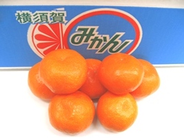 横須賀みかん販売 原田柑橘園完熟ハウスみかんを取り寄せ