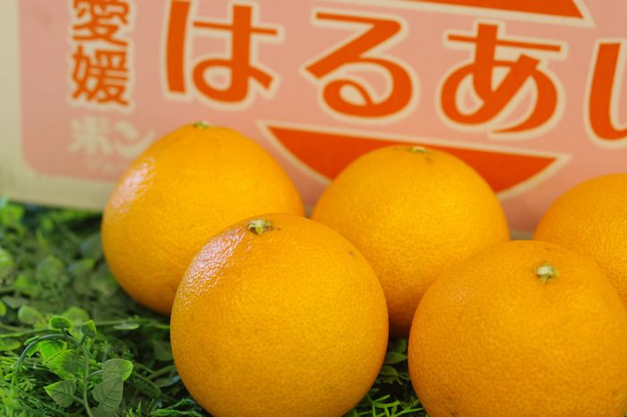 はるあいか愛媛県の新柑橘。L〜3Lサイズ　愛媛県
