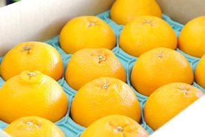 はるみ　約5ｋｇ　【愛媛・和歌山・その他産地】