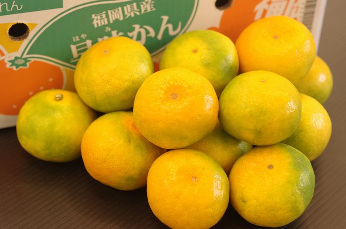 早味みかん(はやミカン) 福岡県オリジナル極早生蜜柑 糖度11度5ｋｇ Ｓ〜Ｌ