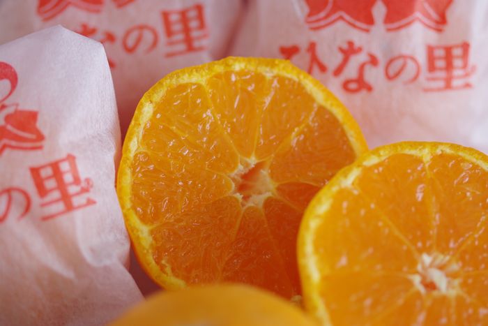 越冬ひなの里みかん通販 愛媛県真穴共選の越冬みかん販売 糖度約13度