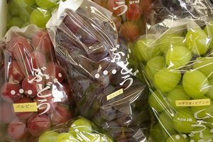 日向さん親子の葡萄詰合通販 山形ぶどうを販売取寄。 約2ｋｇ 【1箱 5種セット 5房】山形産