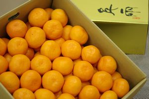 日の丸ゴールドみかん販売 通販で愛媛日の丸豪琉頭千両をお歳暮みかんに 特秀品 Ｓ〜Ｌ