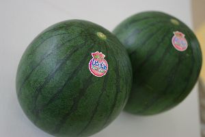 黒皮小玉西瓜販売 ひとりじめBonBonを通販で取寄。2玉 熊本・他産地