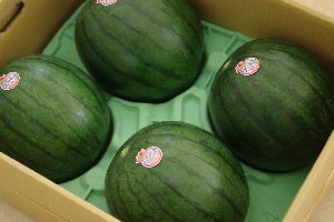 黒皮小玉西瓜通販 ひとりじめBonBonを販売取寄。4〜5玉 熊本・他産地