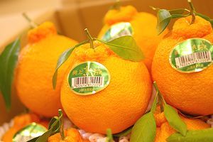 樹上完熟デコポン通販 不知火（しらぬい）糖度約13度を販売取寄。約3ｋｇ 約7玉〜約9玉 熊本・他産地