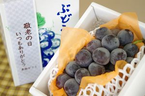 敬老の日ピオーネ葡萄ギフト通販 おじいちゃん・おばあちゃんに果物プレゼント。1房 約550ｇ 山梨・他産地