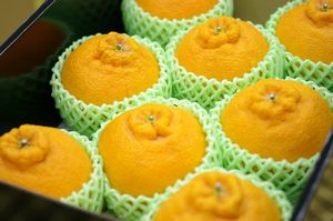 子供の日デコポンギフト通販 樹上完熟デコポンをプレゼントに。約8玉〜約12玉 愛媛・他産地