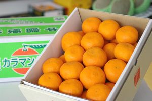 子供の日カラマンダリンみかんギフト通販 愛媛産カラーオレンジをプレゼントに。糖度約13度 約3ｋｇ 愛媛・他産地