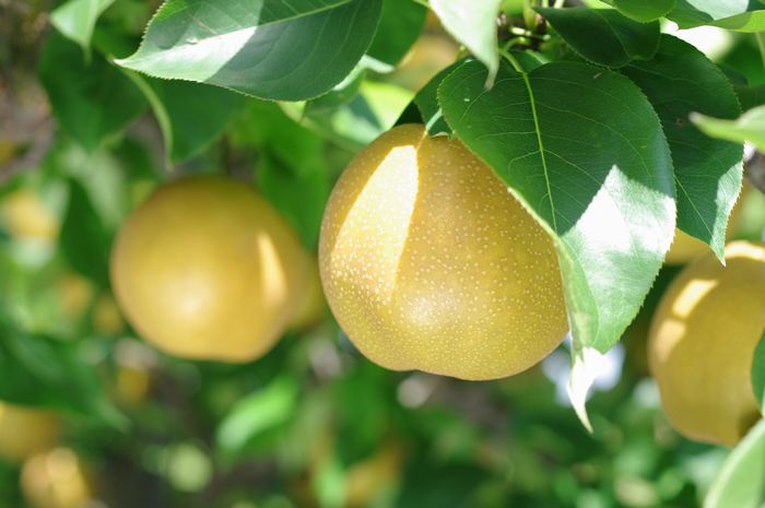 新潟県 幸水梨の通販 糖度13度以上。一糖賞・糖鮮確実・梨の実館